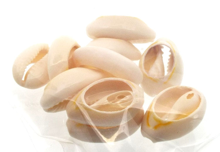 10 x Cowrie Shells