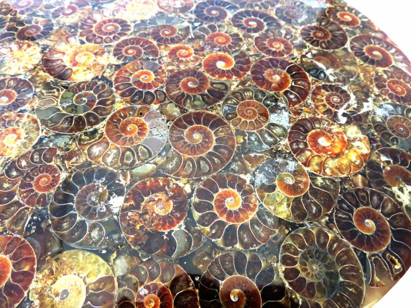 Fossilised Ammonite Plate 01