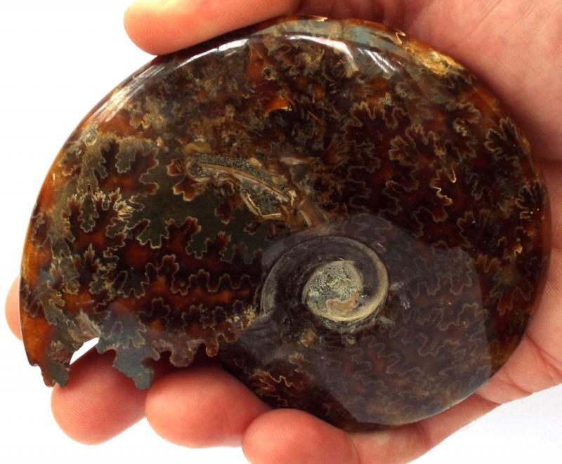Fossilised Ammonite Polished Specimen 02