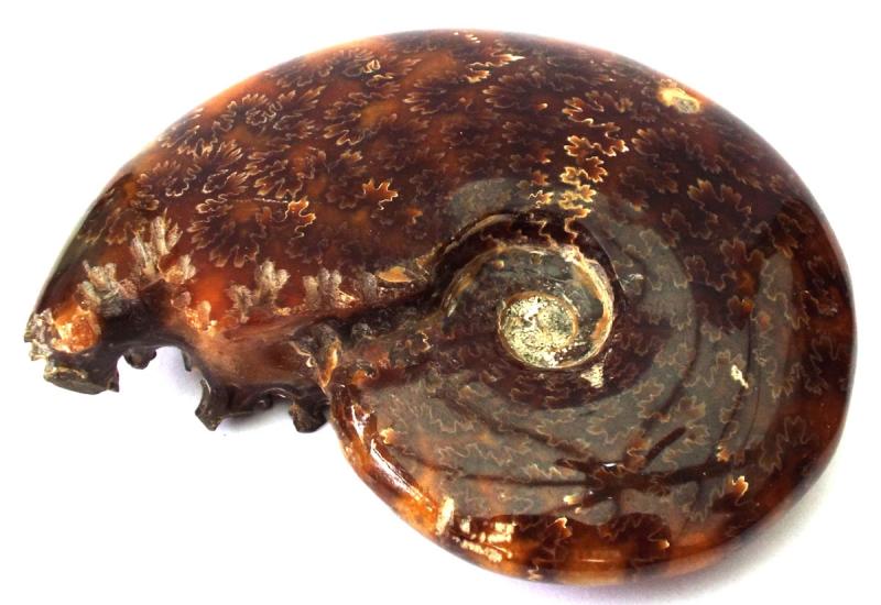 Fossilised Ammonite Polished Specimen 04