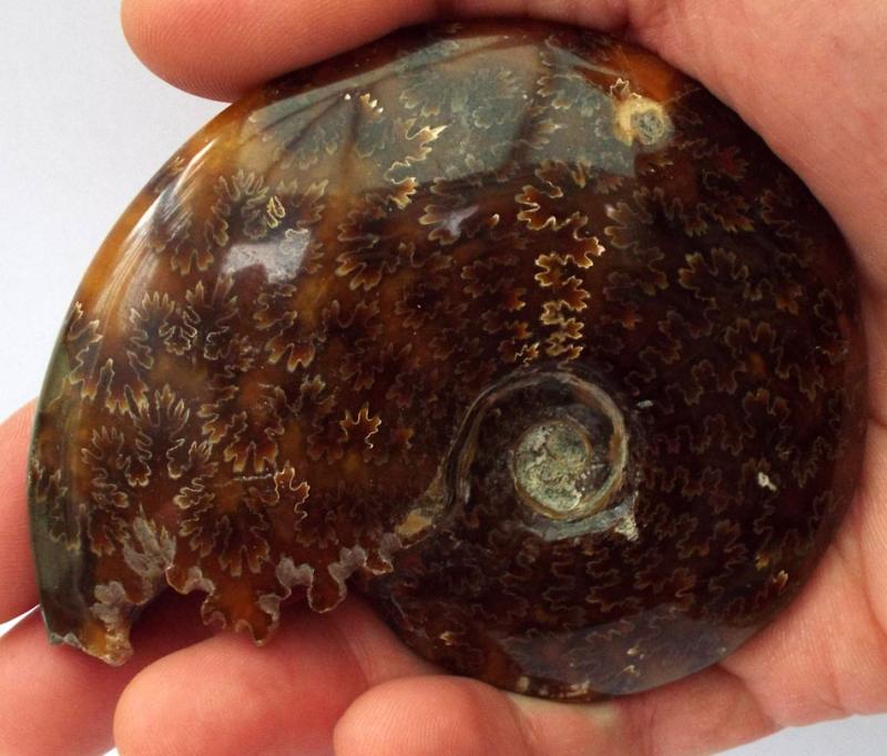 Fossilised Ammonite Polished Specimen 04