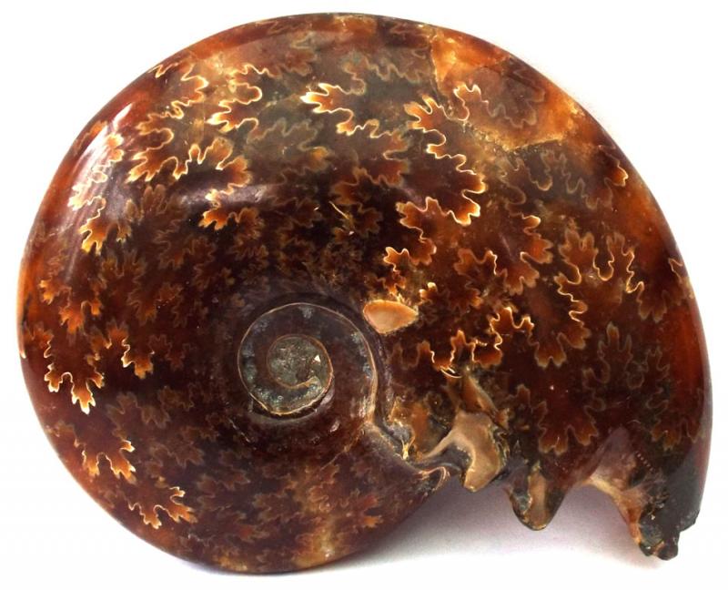 Fossilised Ammonite Polished Specimen 05
