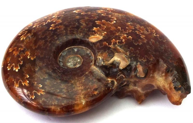 Fossilised Ammonite Polished Specimen 05