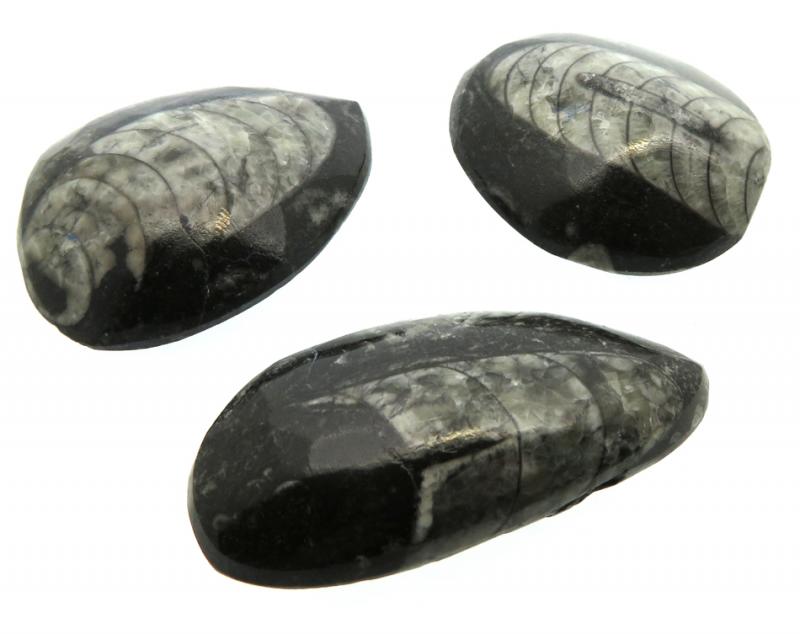 Fossilised Polished Orthoceras Peardrop