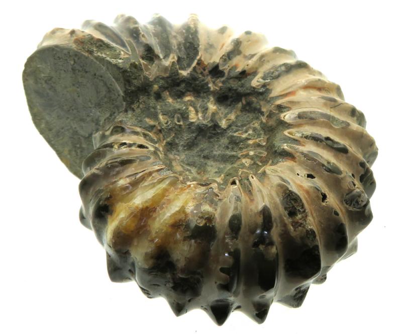 Fossilised Ammonite Ribbed Specimen 03