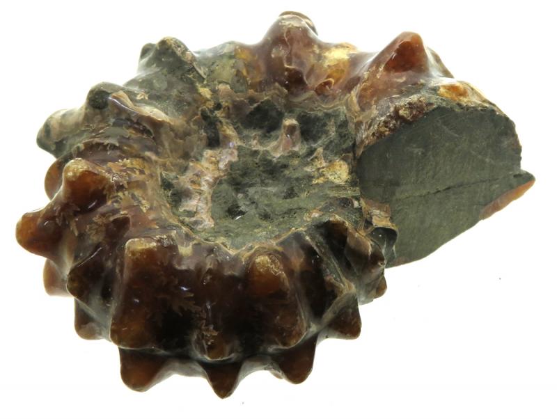 Fossilised Ammonite Ribbed Specimen 04