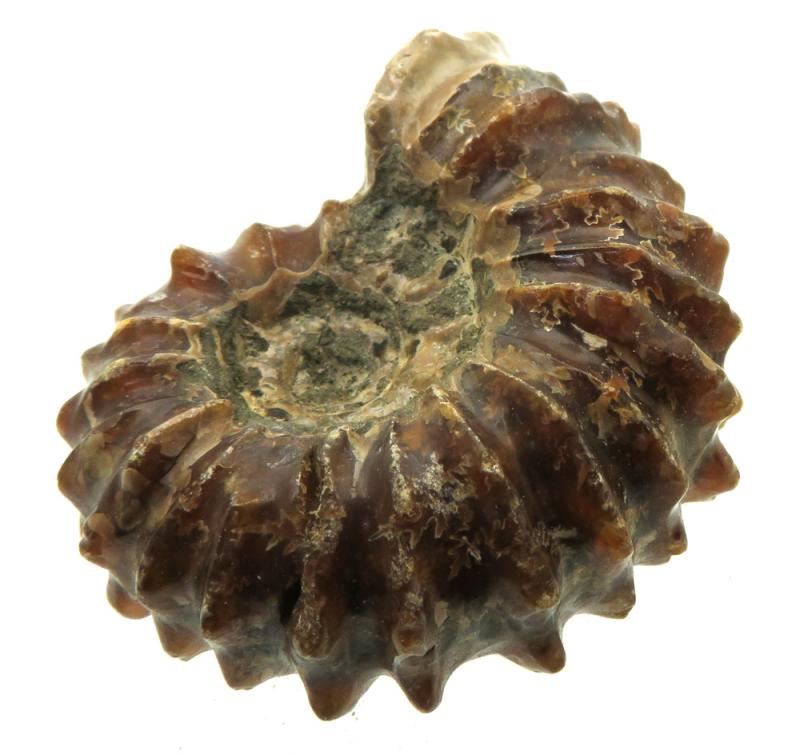 Fossilised Ammonite Ribbed Specimen 07