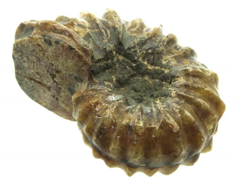 Fossilised Ammonite Ribbed Specimen 08