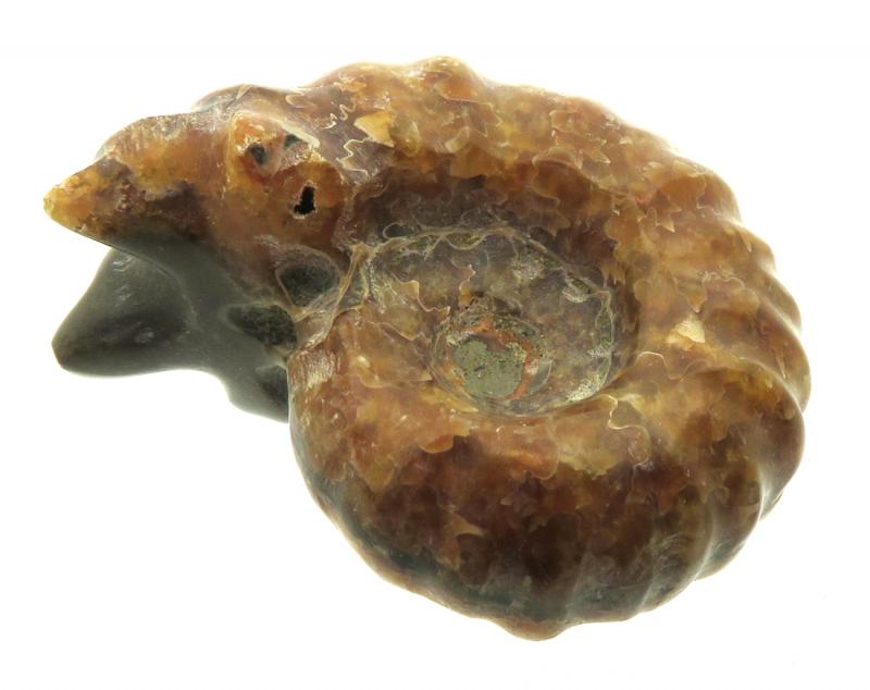 Fossilised Ammonite Ribbed Specimen 10