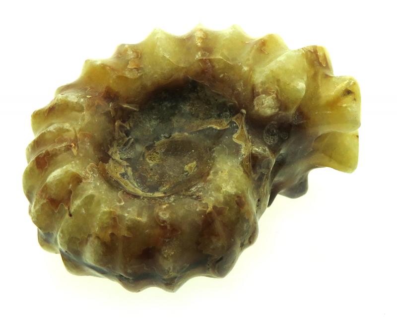 Fossilised Ammonite Ribbed Specimen 11