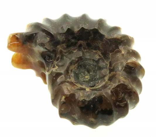 Fossilised Ammonite Ribbed Specimen 12