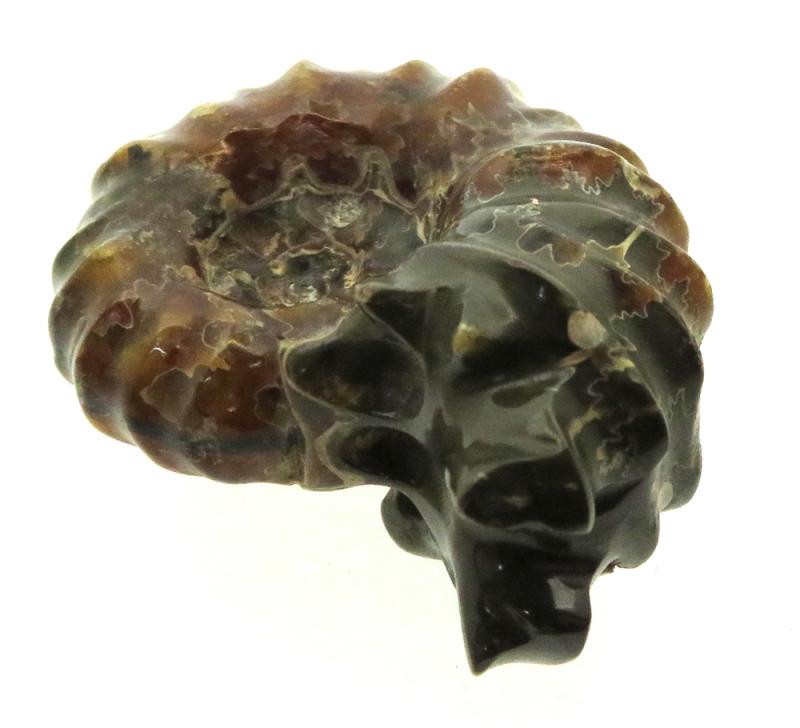 Fossilised Ammonite Ribbed Specimen 13