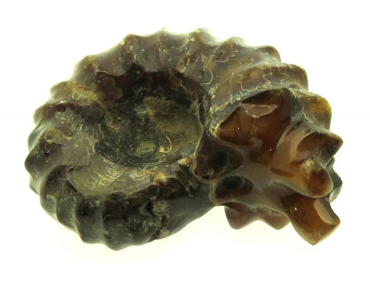 Fossilised Ammonite Ribbed Specimen 14