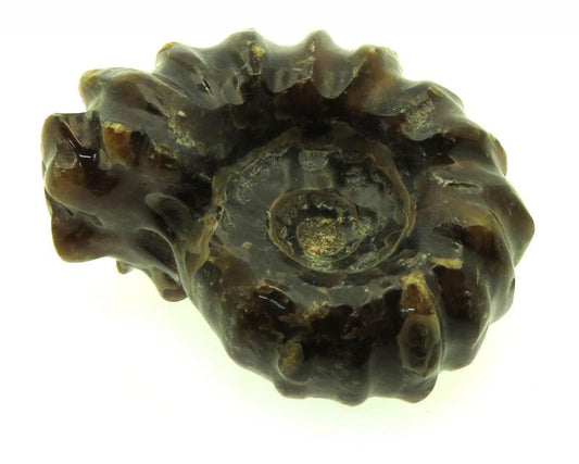 Fossilised Ammonite Ribbed Specimen 15