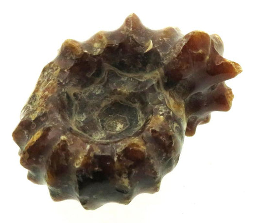 Fossilised Ammonite Ribbed Specimen 16