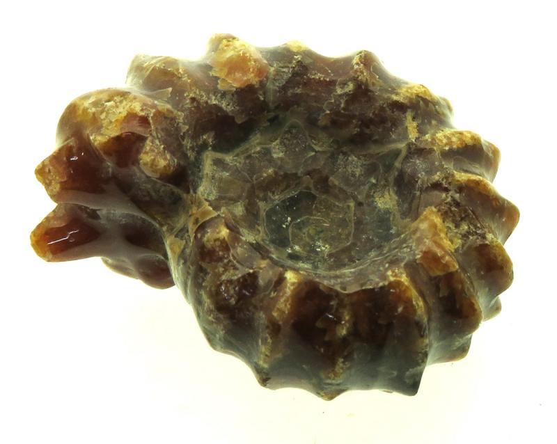 Fossilised Ammonite Ribbed Specimen 16