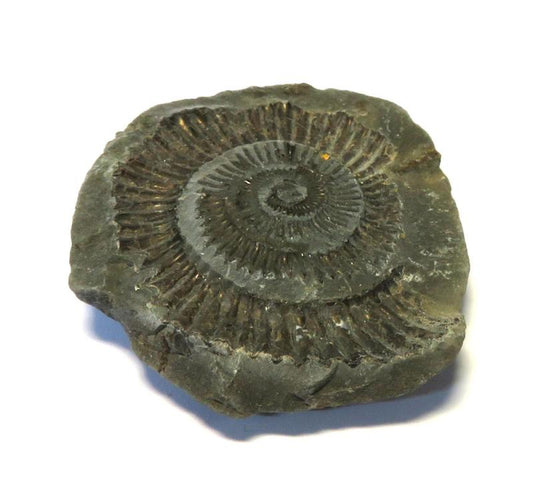 Ammonite Relief Impression Specimen 01