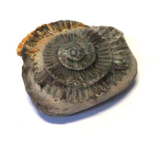 Ammonite Relief Impression Specimen 02