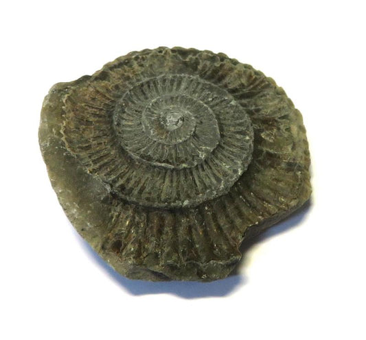 Ammonite Relief Impression Specimen 03