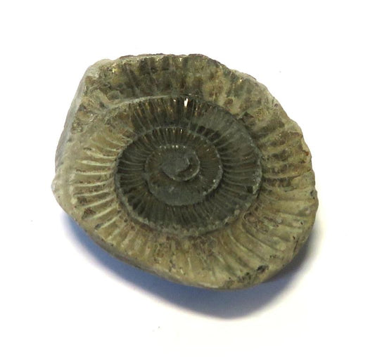 Ammonite Relief Impression Specimen 04