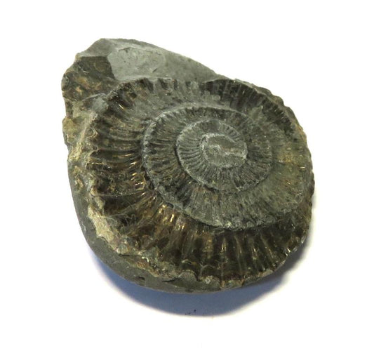 Ammonite Relief Impression Specimen 05