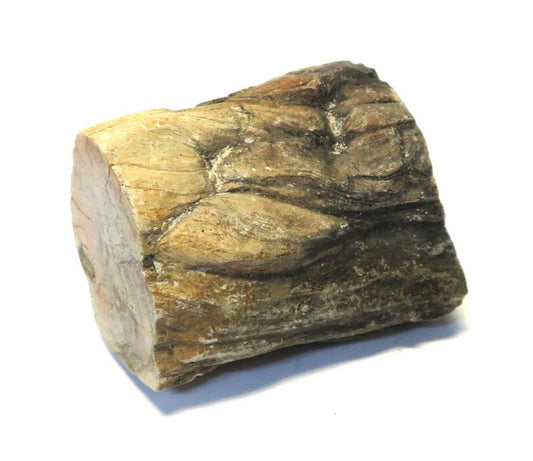 Petrified Wood Specimen 01