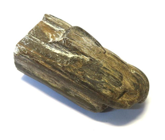 Petrified Wood Specimen 02