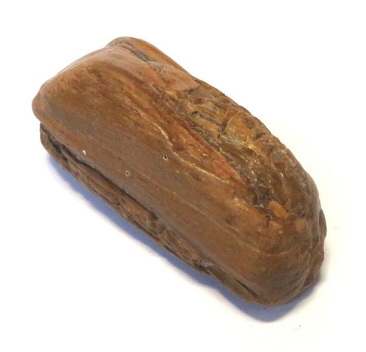 Petrified Wood Specimen 03
