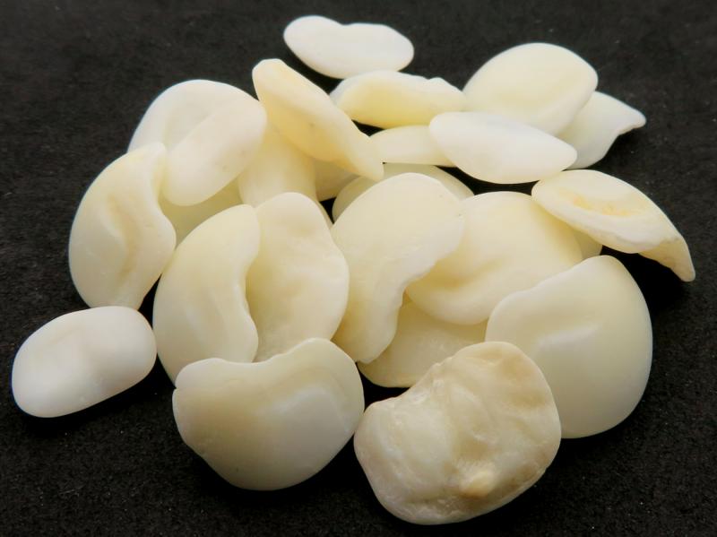 1 x Otolith Sheephead Fish Lucky Stone