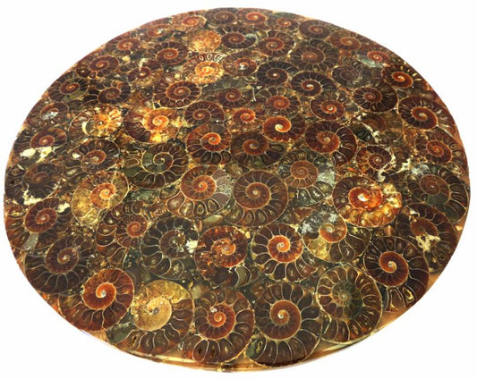 Fossilised Ammonite Plate 01
