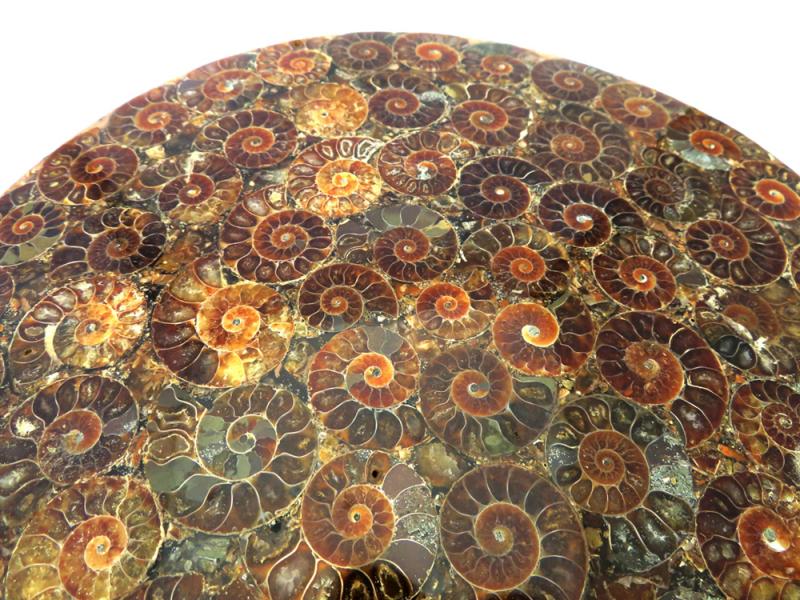 Fossilised Ammonite Plate 01