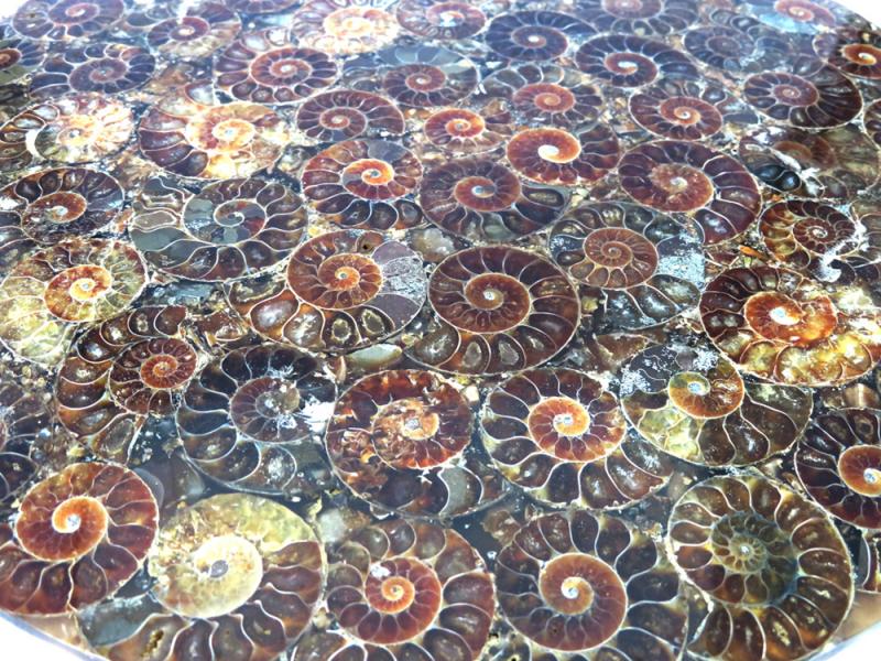 Fossilised Ammonite Plate 01