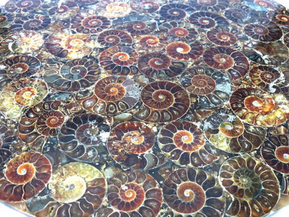Fossilised Ammonite Plate 01