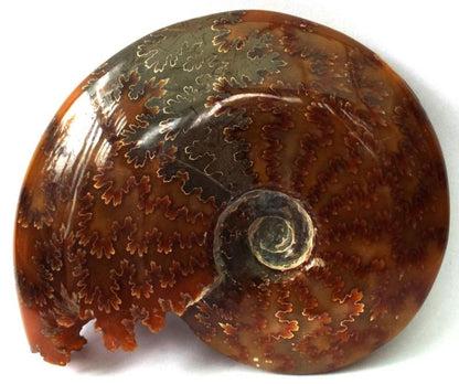 Fossilised Ammonite Polished Specimen 01