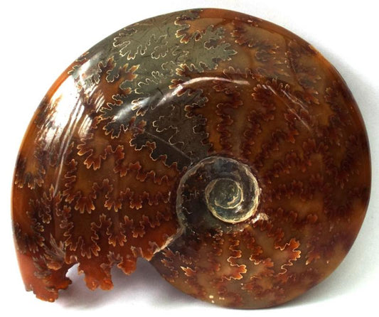 Fossilised Ammonite Polished Specimen 01