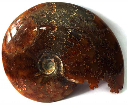Fossilised Ammonite Polished Specimen 01