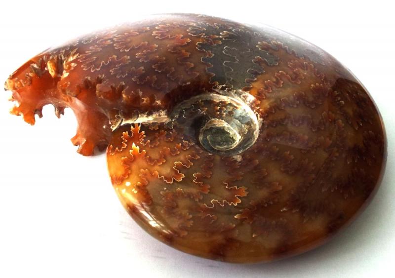 Fossilised Ammonite Polished Specimen 01
