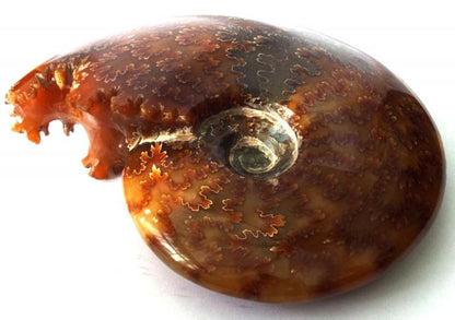 Fossilised Ammonite Polished Specimen 01