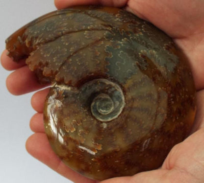Fossilised Ammonite Polished Specimen 01