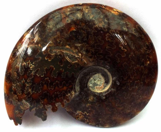 Fossilised Ammonite Polished Specimen 02