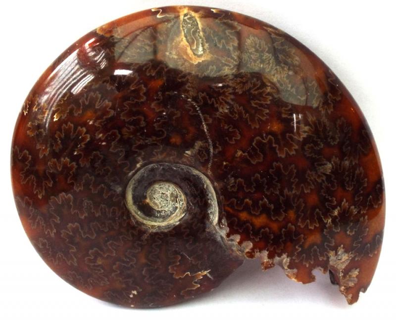 Fossilised Ammonite Polished Specimen 02
