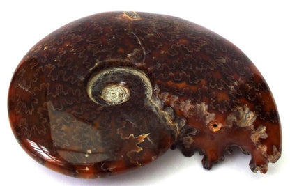 Fossilised Ammonite Polished Specimen 02
