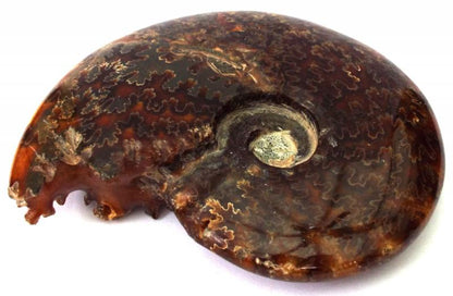 Fossilised Ammonite Polished Specimen 02
