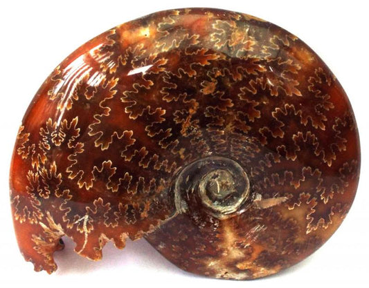 Fossilised Ammonite Polished Specimen 03
