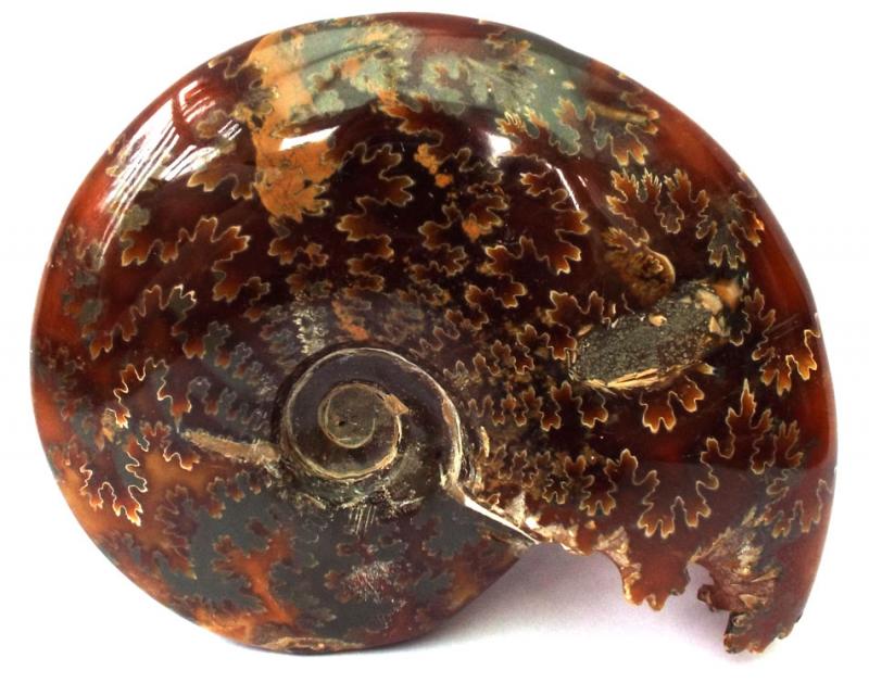 Fossilised Ammonite Polished Specimen 03