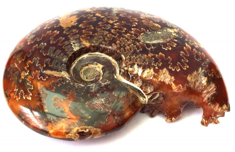 Fossilised Ammonite Polished Specimen 03