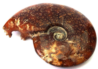 Fossilised Ammonite Polished Specimen 03