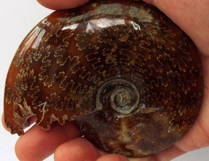 Fossilised Ammonite Polished Specimen 03
