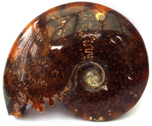 Fossilised Ammonite Polished Specimen 04