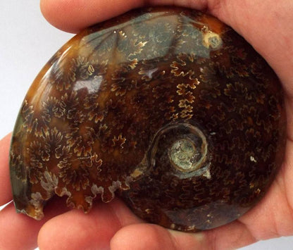 Fossilised Ammonite Polished Specimen 04